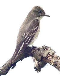 bird